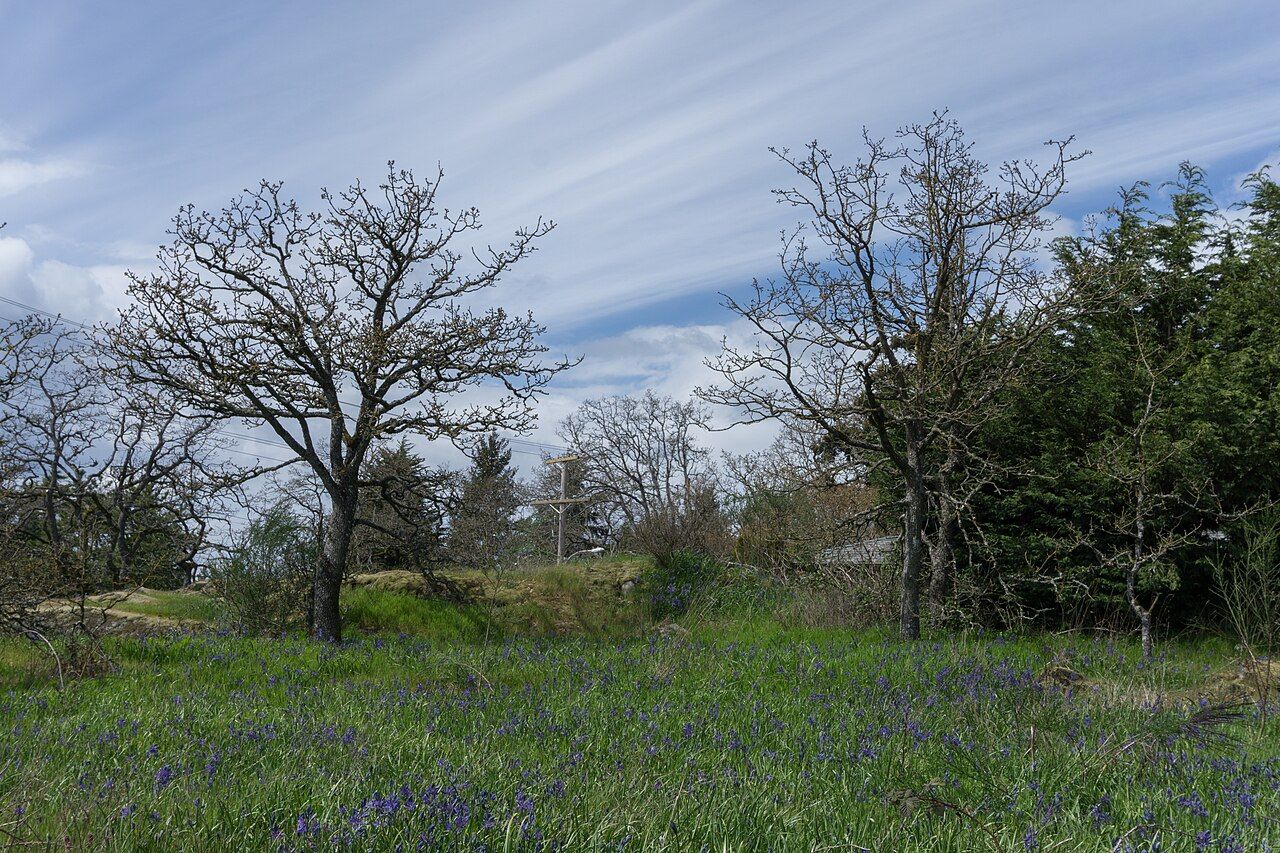 Bare-branched Garry oaks above a meadow of blue camas in flower
