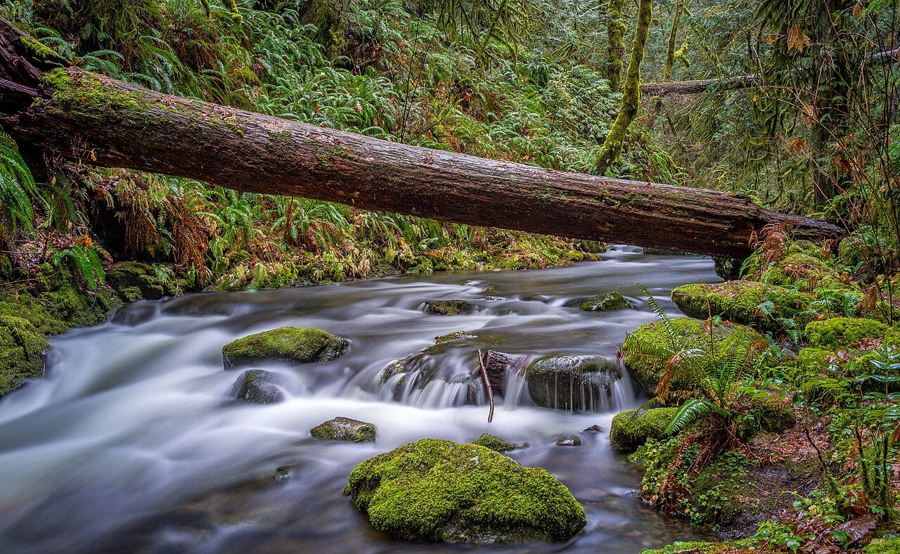 A mossy creek running over rocks under a fallen log in the rainforest